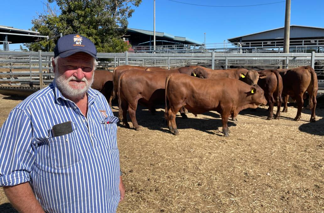 Col Godfrey, Namoona Trig Senepols, Casino, NSW, with some of the bulls his family sold through CQLX Gracemere and Auctions Plus today. Picture: Judith Maizey