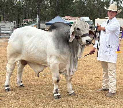 Dawson Jones with a Cambil Brahman bull at the Mount Larcom Show where he recently won the central Queensland sub chamber parader. Picture: Tamara Jones