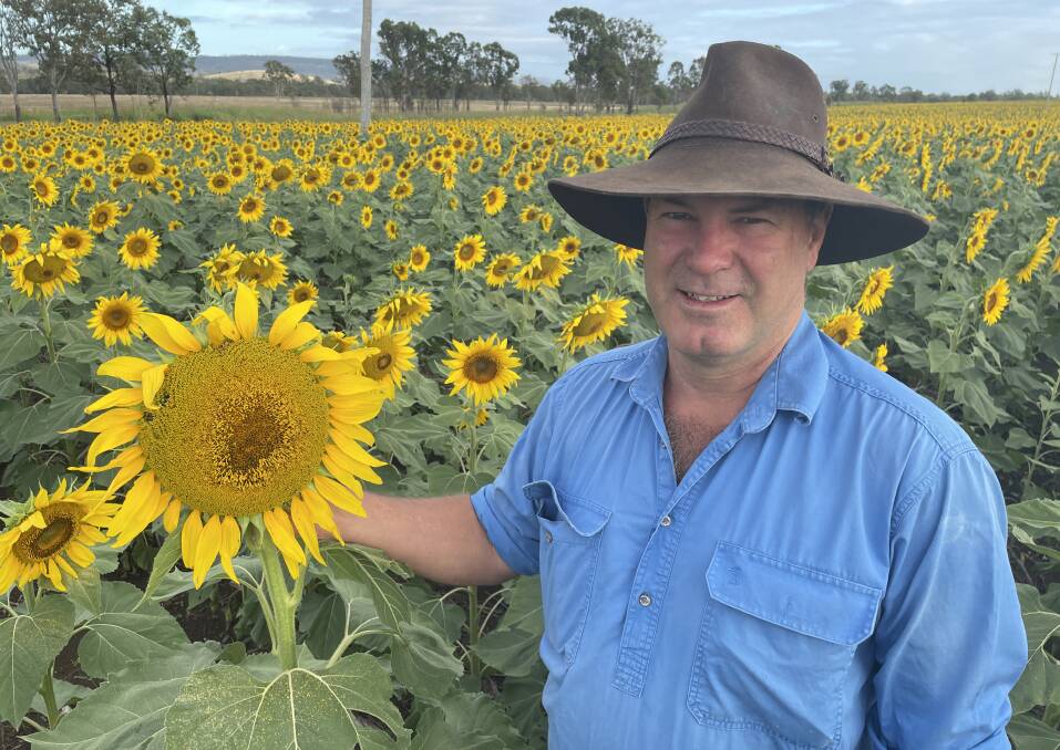 Aaron Sanderson in his sunflower crop at Gayndah. Picture: Judith Maizey