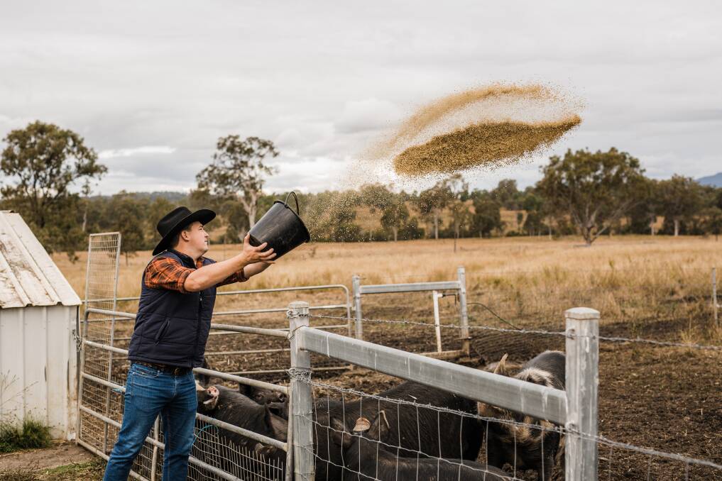 While Brangus cattle are the prime focus, third-generation grazier Cameron Crouch feeds his Berkshire pigs on Skyline Farm, a 755ha Scenic Rim property he and partner Aimee Carding run. Picture: Supplied