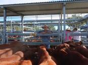 John (pictured) and Sandra Stenzel of Cannon Creek sold two-year-old Santa steers for $1560 at the Beaudesert Santa Gertrudis Show and Sale on April 27. Picture: Supplied 