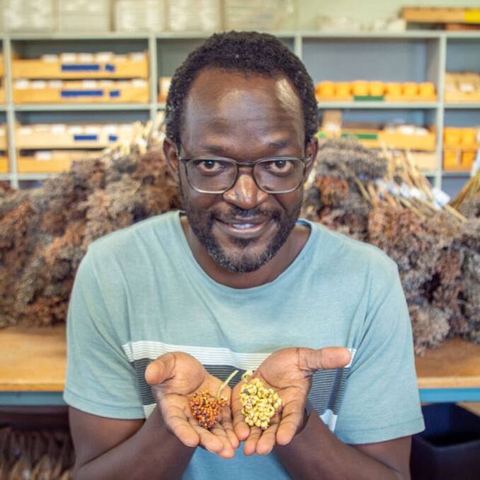 
PhD candidate Daniel Otwani from the Queensland Alliance for Agriculture and Food Innovation and the ARC Centre of Excellence for Plant Success is analysing the diversity available within the sorghum germplasm to increase grain sizes. Picture: Supplied.