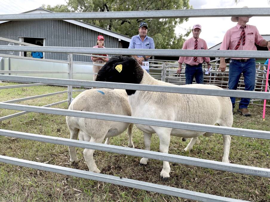 GDL auctioneer Darren Hartwig (centre) with Elders agents conducted the Yarrabee Boer Goat Stud 4th Annual Sale and Dorper Stud Reduction Sale at Goombungee Showgrounds on March 28. Picture: Alison Paterson