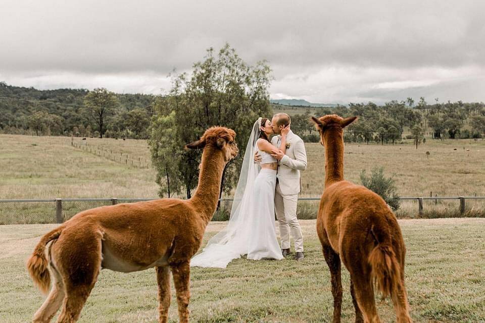 Some of the llamas on Skyline Farm have added a special element to the weddings hosted by Cameron Crouch and Aimee Carding. Picture: Supplied