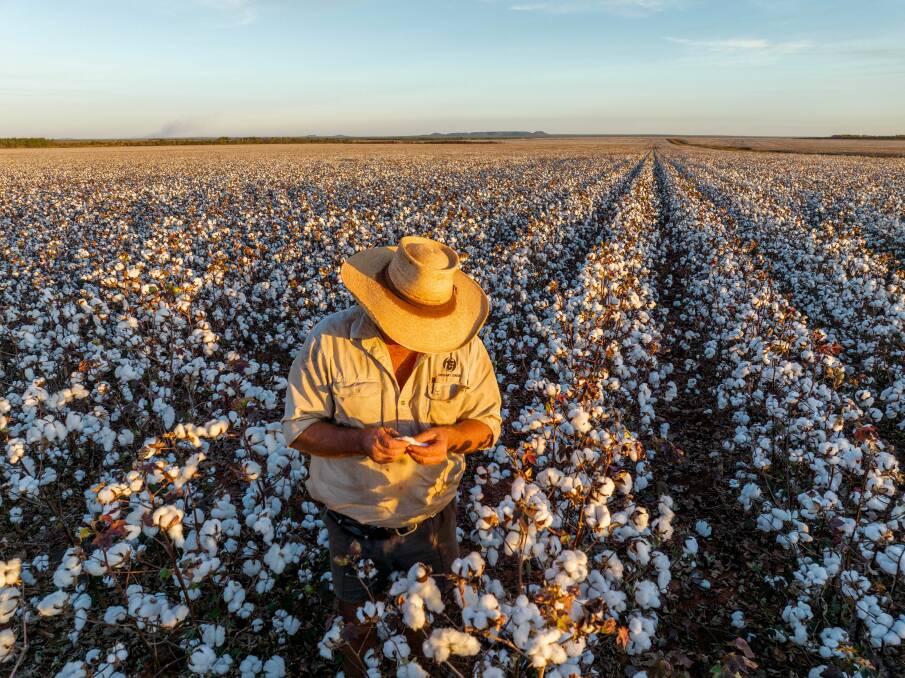 Cotton growing near Katherine in the Northern Territory, where the new WANT Cotton Limited gin has officially opened. File picture.