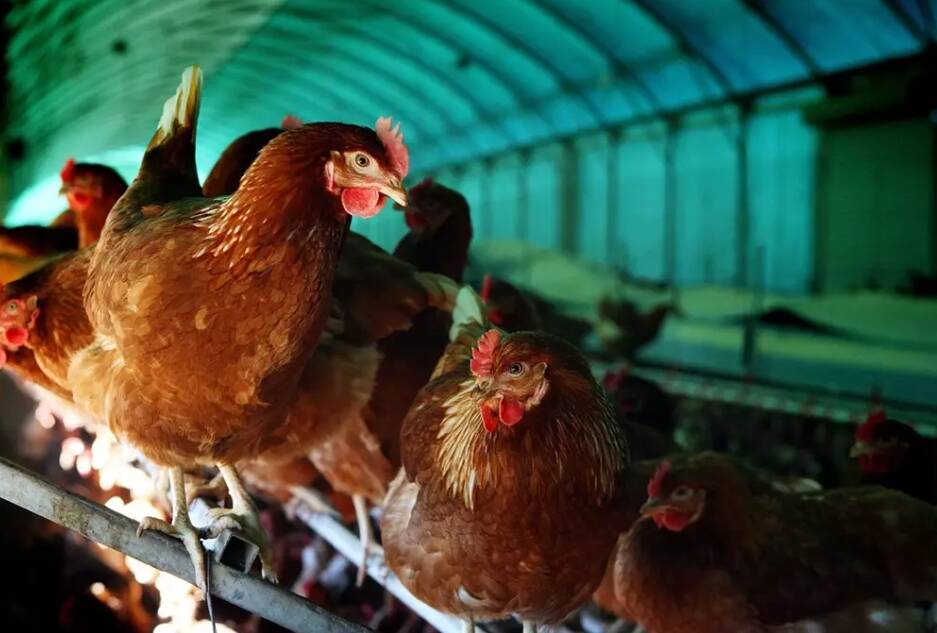 While avian influenza may not spread from NSW to Queensland, it's impact will still be felt as industry experts expect local egg producers to face an increased demand from reatailers. Picture: QCL file
