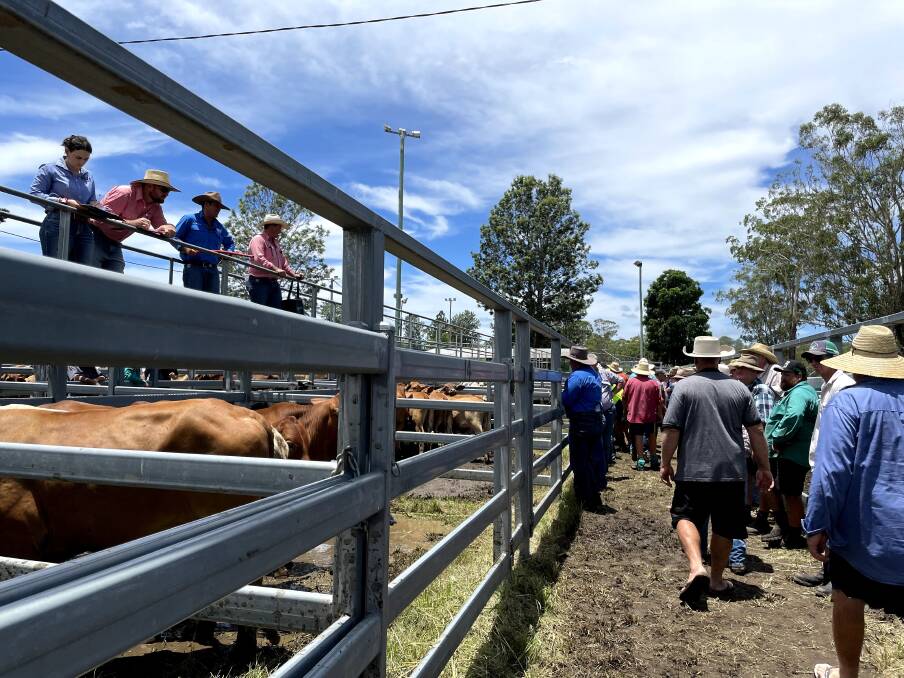 Bidding was a hot was the weather, according to agents at the Scenic Rim store sale on Friday at Beaudesert. Picture: Alison Paterson