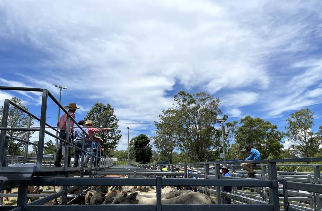 Agents from Elders and GLM sold 316 head of cattle at the Scenic Rim store sale at Beaudesert on Friday. 