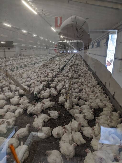 Poultry industry consultant Bob Hansen said Queensland producers would have more demand for their eggs and chicken meat after the avian influenza had decimated southern producers,. Picture: Supplied. 