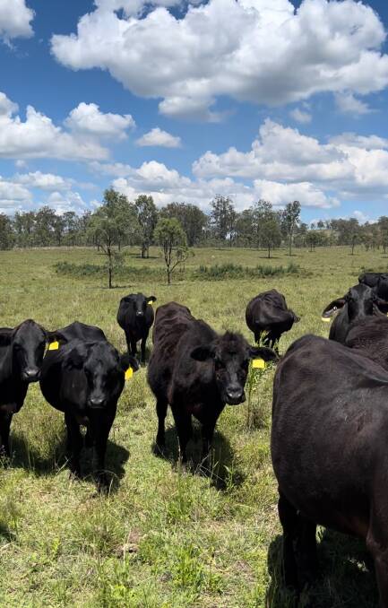 Some of the herd of Brangus cattle at Skyline Farm. Picture: Supplied