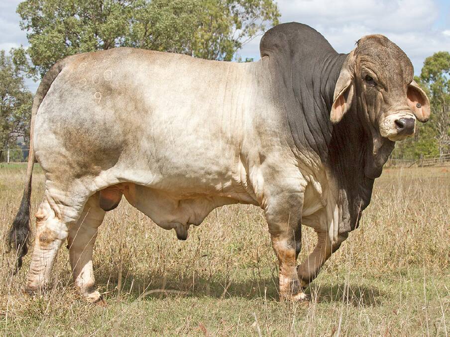 The top money for semen was $650/straw for five straws of NicNeil Sugar Daddy. Picture: Stocklive