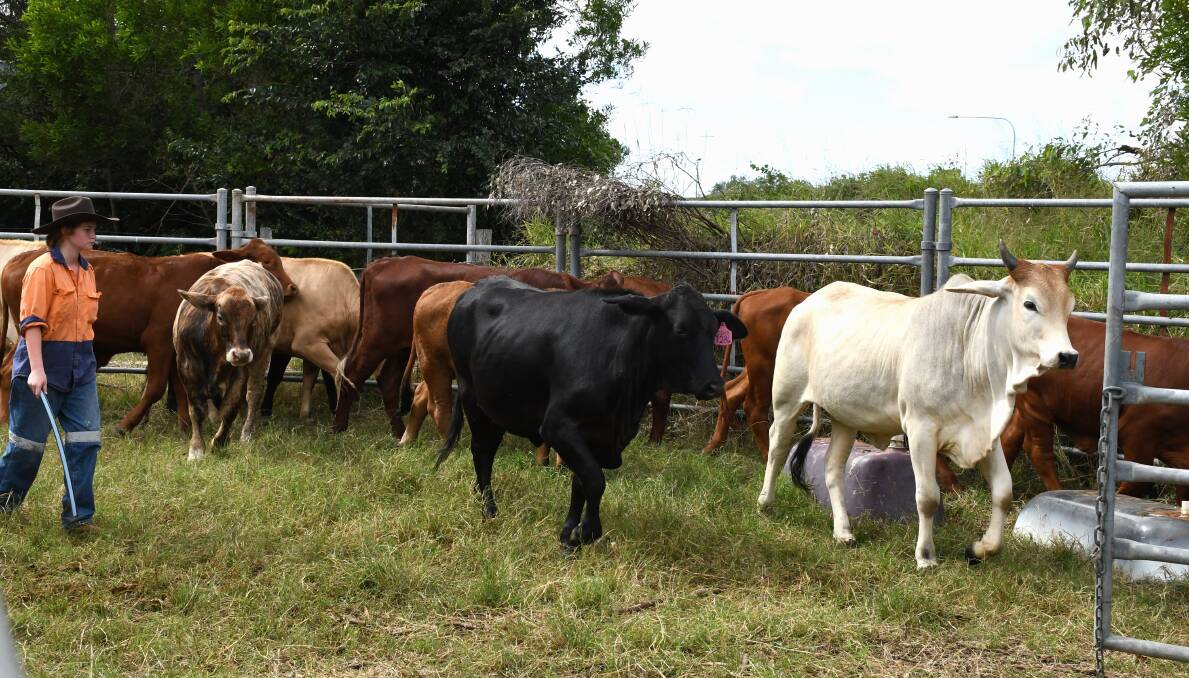 The school runs a herd of mixed cattle that the students were learning to vaccinate and handle. Picture: Kelly Mason