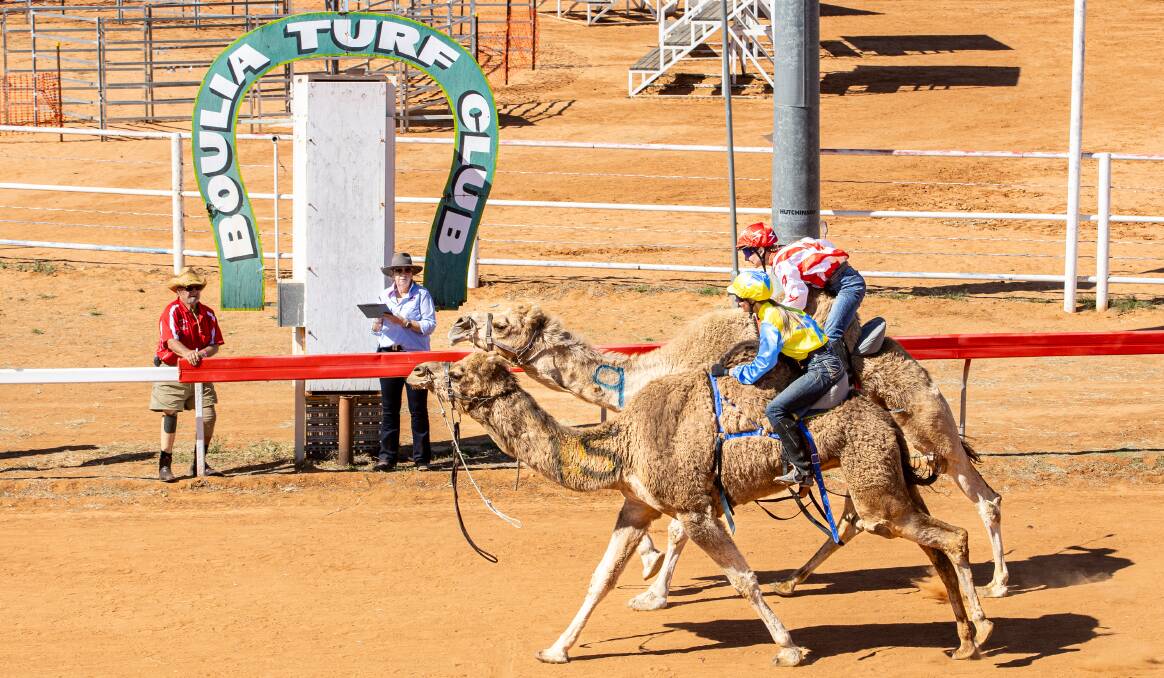 The annual Boulia Camel Races will take place from July 12 to July 14, at the Boulia Turf Club. Picture by Matt Williams Photography
