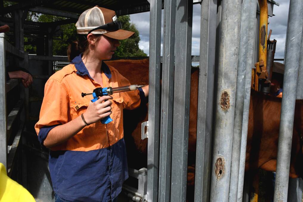The students learnt to vaccinate cattle at the camp. Picture: Kelly Mason