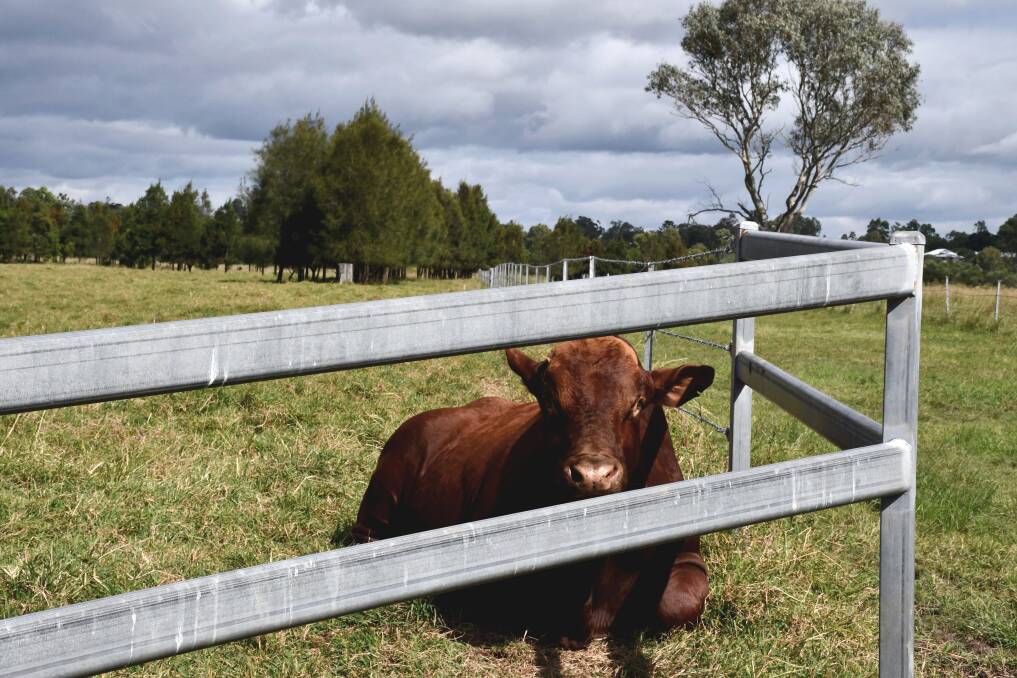 The School runs a Droughtmaster stud at their Oxley based smart farm. Picture: Kelly Mason