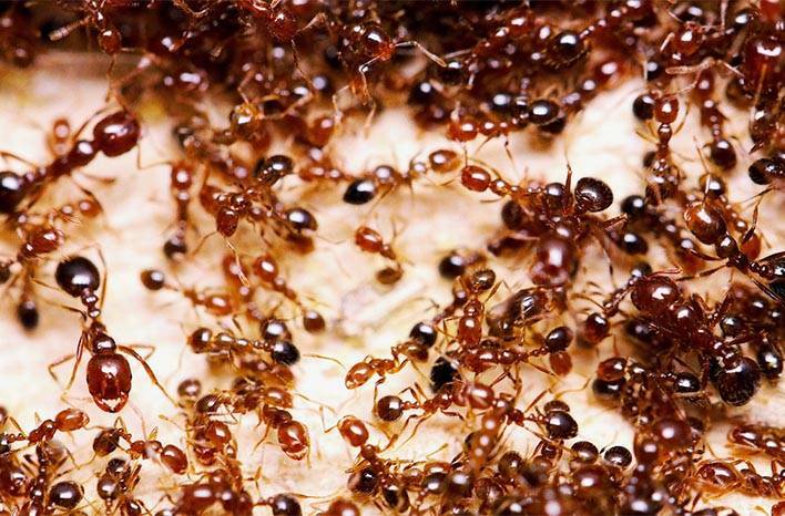  As of July 1, 2024, Queensland local councils will be responsible for undertaking increased surveillance and suppression activities of red imported fire ants. Picture: Supplied