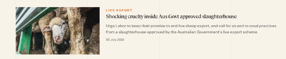 Animals Australia used the photo to point to a 2021 story on its website about "gut-wrenching scenes" taken during the Festival of Sacrifice. 