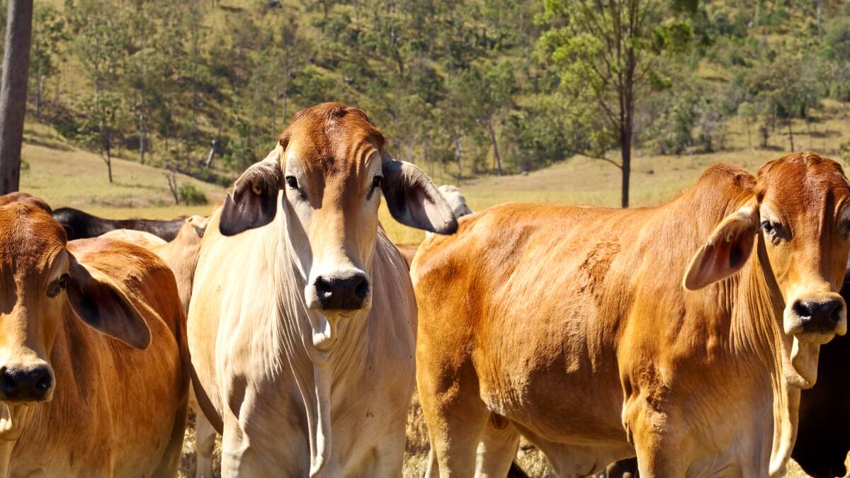 Australia's valuable cattle industry has been on high alert with big biosecurity risks on the doorstep. Image by Shutterstock.