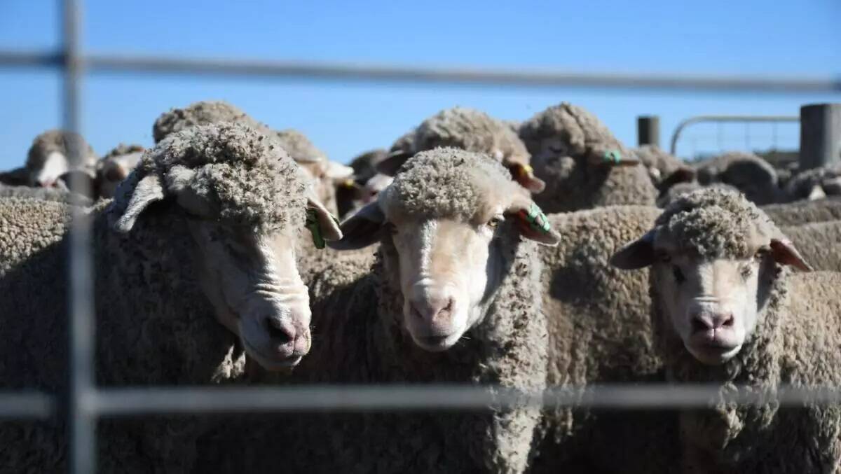 The parliamentary inquiry has recommended a bill be passed to formalise the end date for the export of live sheep by sea from Australia. File picture.