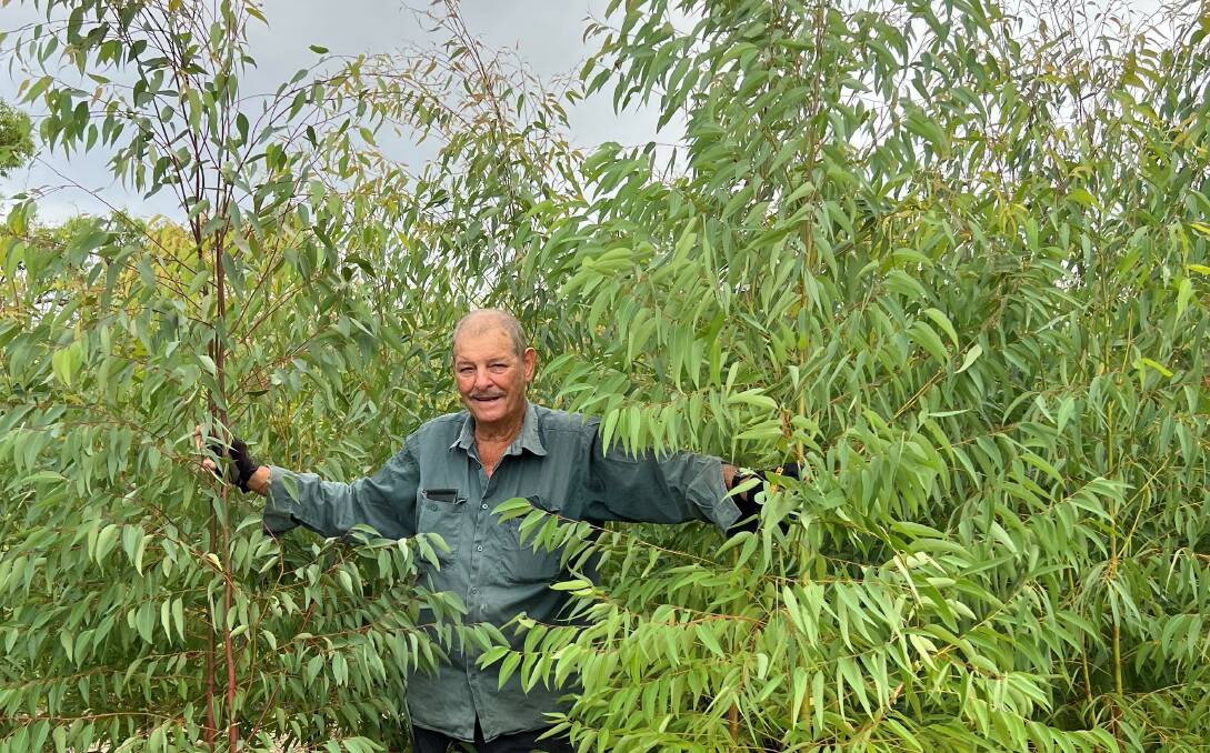 Wally Dal Santo at Dimbulah with a sample of the trial crop of the eucalypt, Gympie messmate, grown and harvested every nine months for Bio-Gene Technology.