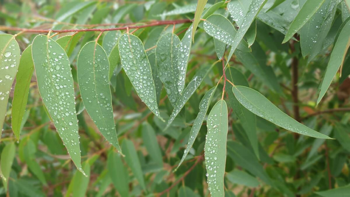 Potential plantation crop option and emerging bio-pesticide ingredient, the Eucalyptus cloeziana, or Gympie messmate.