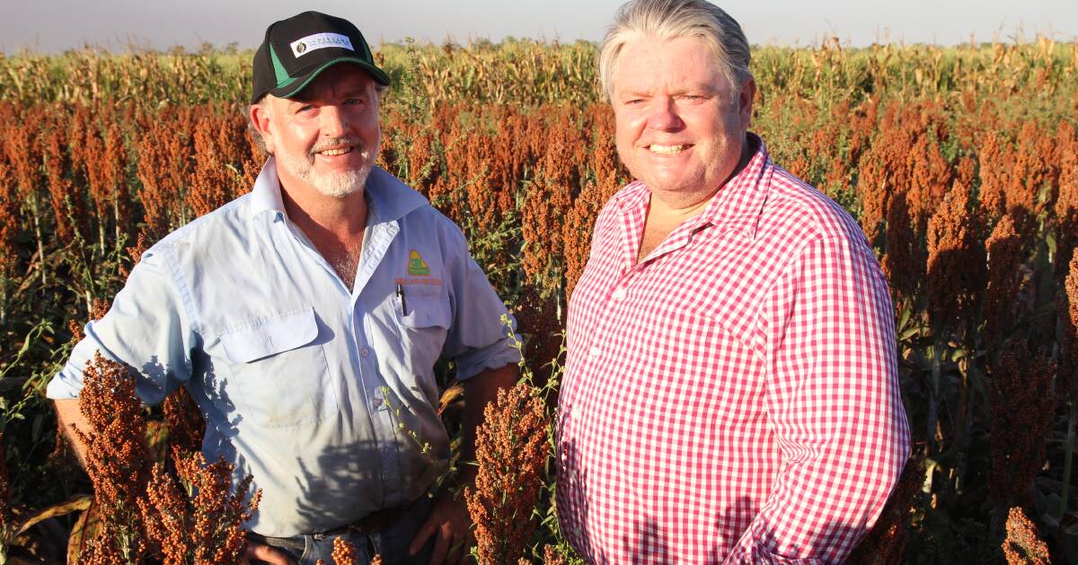 Cape York hosts cropping field day | Photos | Queensland Country Life | QLD
