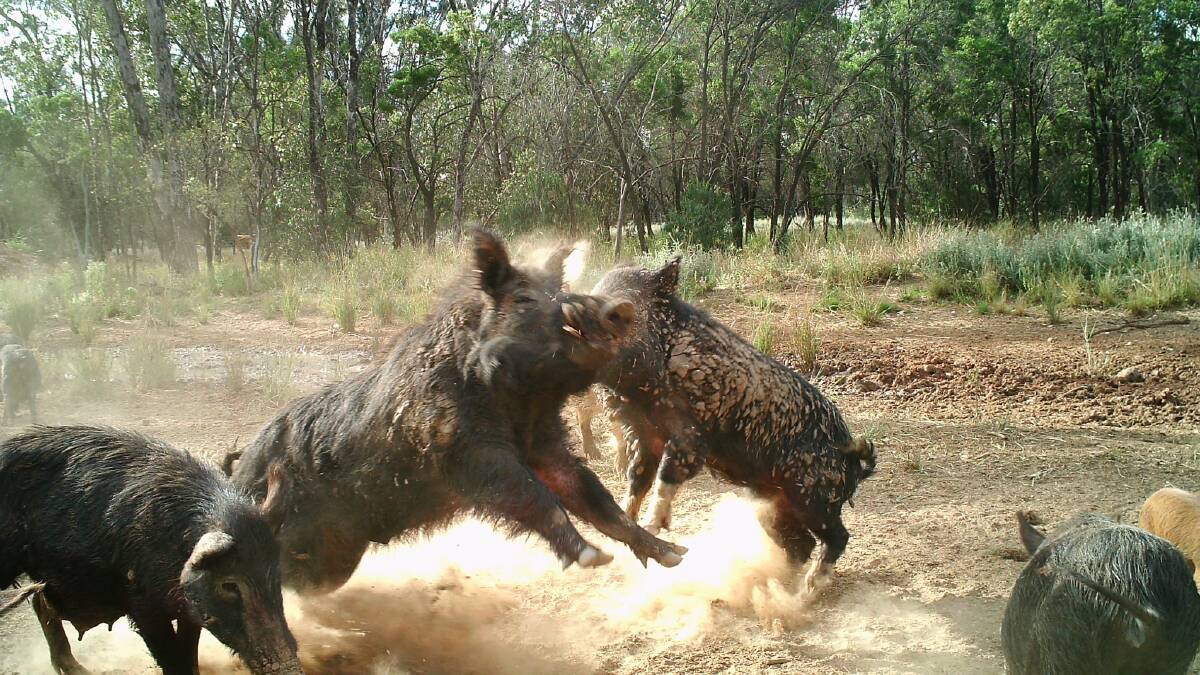 Hog hell: Southern Downs council urged to ramp up feral pig control