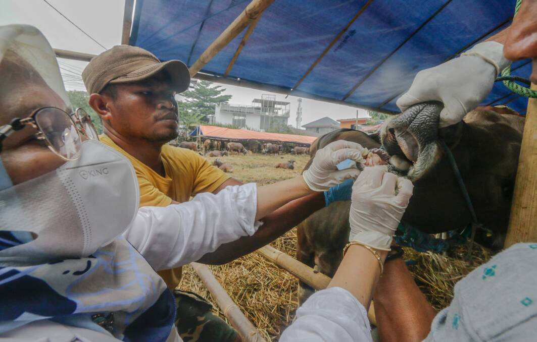 Testing for foot and mouth disease in Indonesia. File photo.