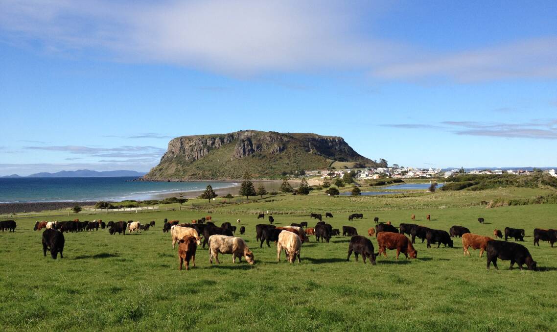 Cattle supplying the Cape Grim beef label. Picture Greenhams.