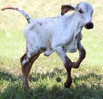 The calf born with resistance to the bovine viral diarrhea virus. Photo provided by USDA-ARS.