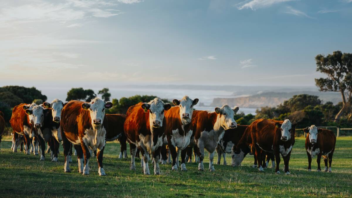 Cattle supplying Greenham's Never Ever program.