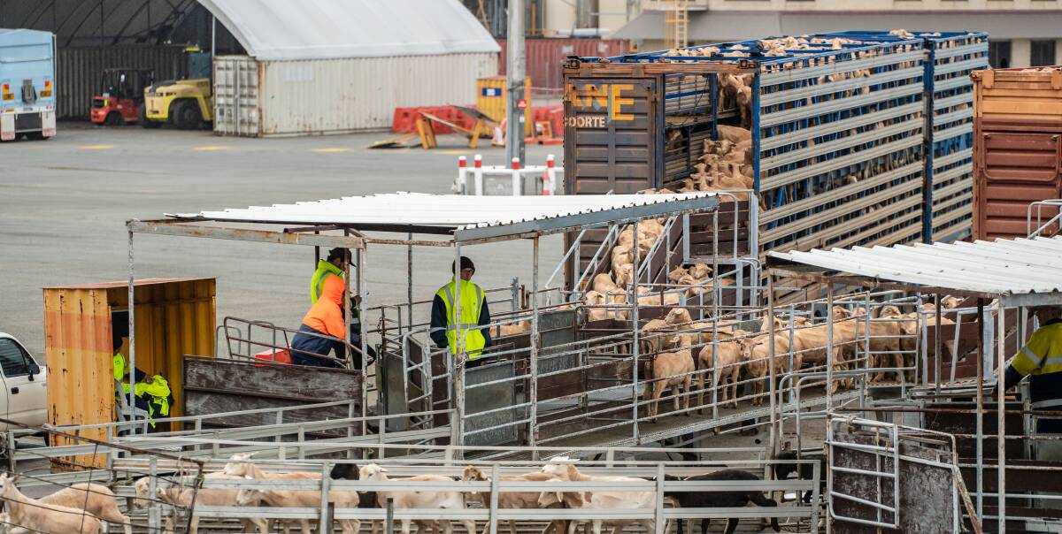 Animal welfare data collected by the federal government shows the live sheep trade has hit record highs across several performance metrics. Picture The Livestock Collective.