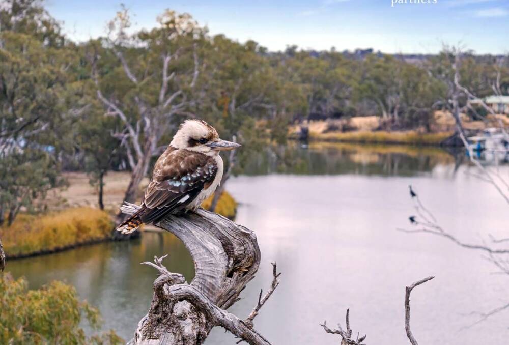 A more traditional shot of the River Murray with a kookaburra helping to capture the iconic scenery. Pictures from Urban and Rural Partners.