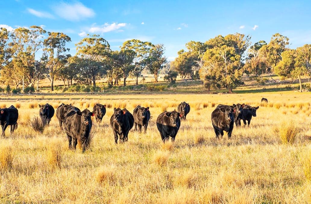 The farm on the outskirts of Avenel has a proven history in fine wool growing and beef cattle. Pictures and video from Ray White Rural.