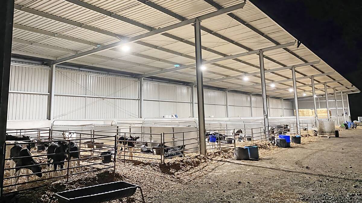 The new eight-bay calf rearing shed has a 30 head capacity per bay.
