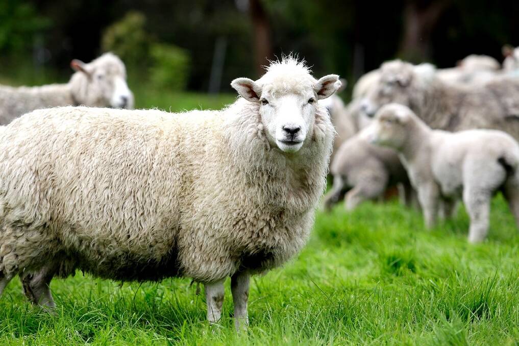 There are fewer sheep in New Zealand than at any time since records first began in the 1850s. File picture.