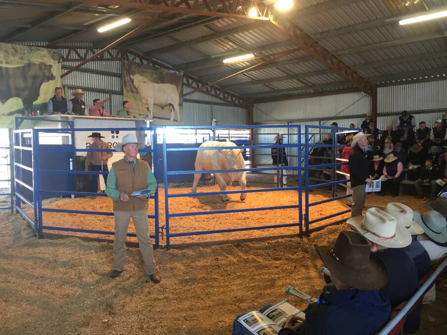 Palgrove bull sale in full swing at Dalveen, Queensland.