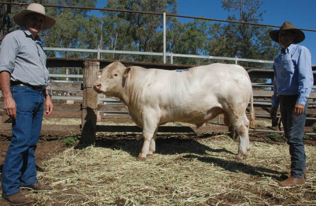 Second top priced bull Elridge Liberty (AI) (P) sold for $11,500 to Jim Viner, Tressavale, Glastonbury with Ross Warren, Elridge stud, Gympie.