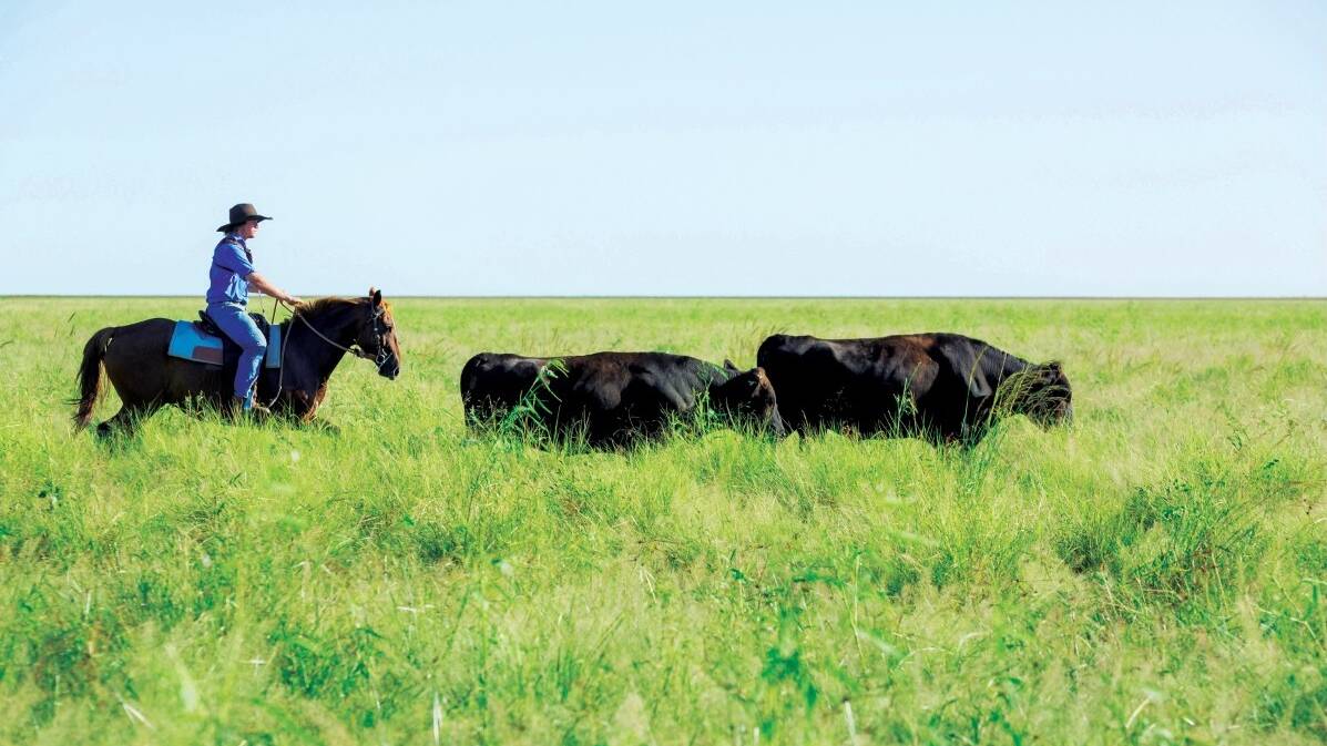 AACO is confident its branded beef focus will pay dividends. Picture AACo.