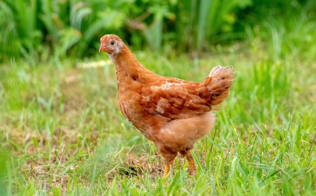 Non-commercial poultry owners can play a role in preventing the spread of avian influenza. File photo.