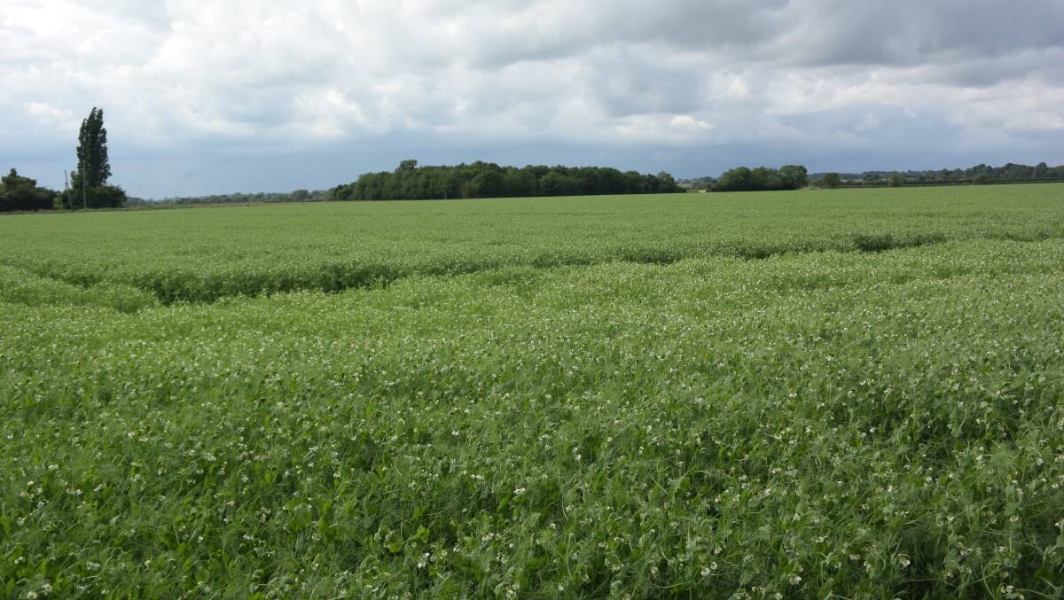Lower crop yields from the northern hemisphere, rather than big crops like this English field pictured last June, are required to bring grain prices up.