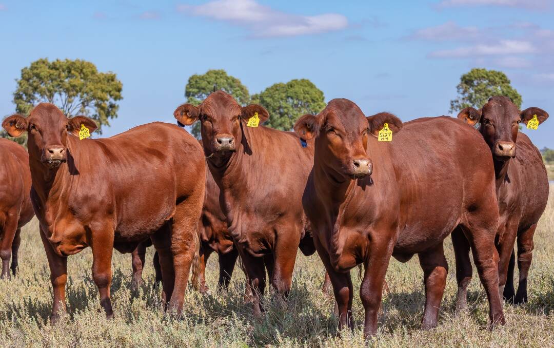 Chris Todd said the Santa Gertrudis female is an ideal breeder that crosses well with any other breed. Picture by Jacque Photography.