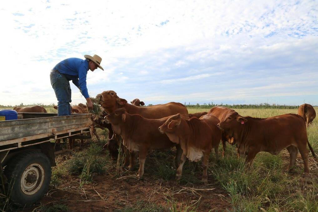 Larry Farquhar said the family's high-content Droughtmaster-cross herd is looking the best he's seen coming out of any winter on Katrina, in Rolleston.