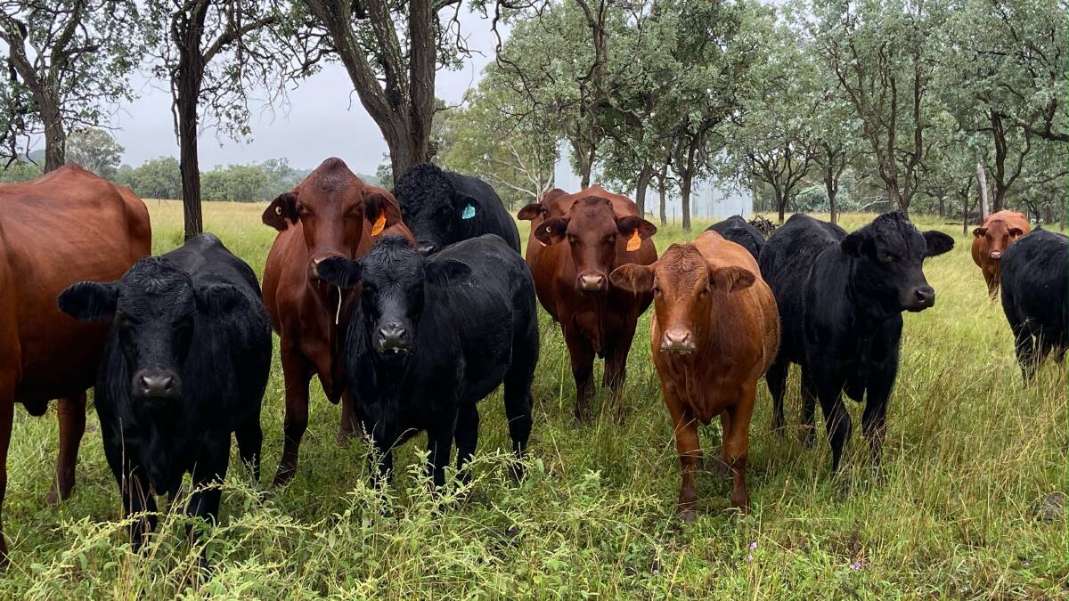 Objective: The Bishop family, at Cushnie, west of Wondai, target the weaner market turning their Limousin-cross calves off at around nine months of age and preferably at 300kg-plus.