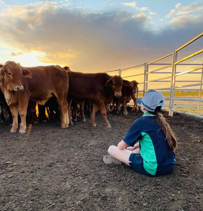 Leon and Ree Price's eldest granddaughter, Sophie, chatting to the 2022 purebred Droughtmaster weaners on Mt Hope, north west of Wallumbilla.