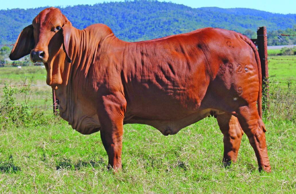 2020... Breed record for a female is set at $63,000 for Cambil Dienka 5826 sold by the Camm family to the Burdekin Stud. 