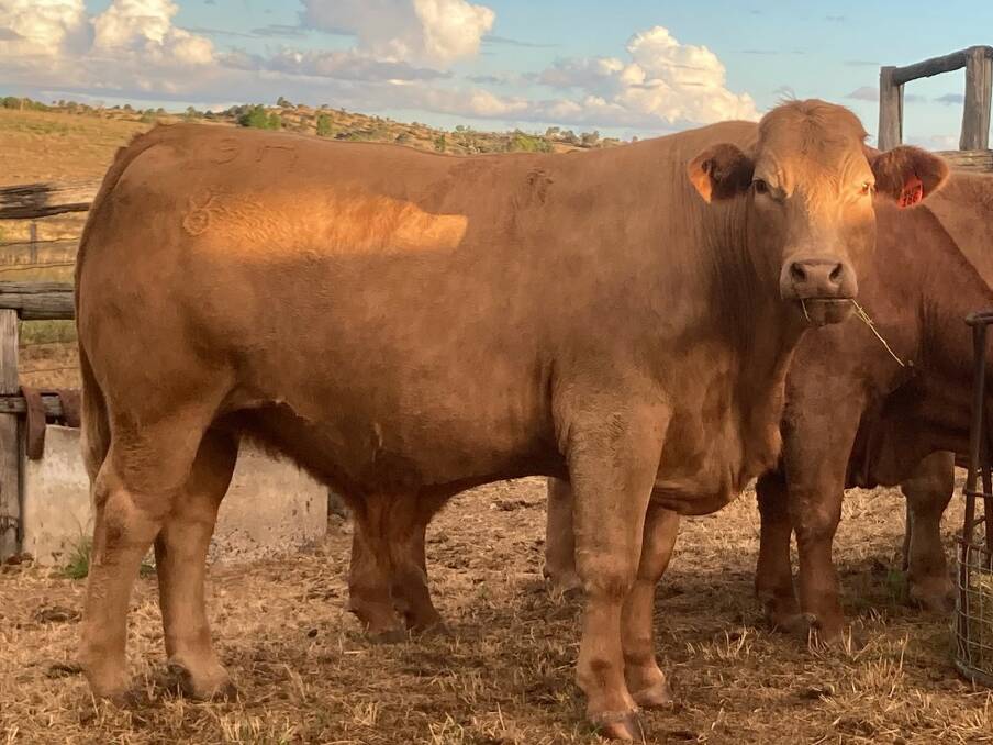 Brilliant cross: The Coulstons' Charolais x Santa Gertrudis bullock which won Highest Grass Fed Carcase and Champion Carcase in the 2020 Monto District Show Carcase Competition.
