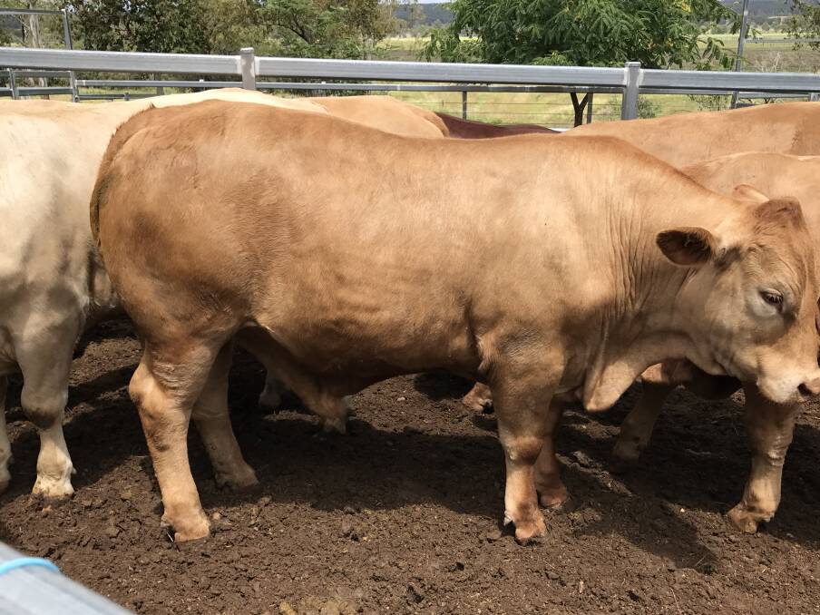 Big boy: The Coulstons entered this bullock into 2021's Monto District Show. He won its category but was too heavy for the carcase comp, so the Coulstons brought him home and sent him to Teys at Biloela, dressed at 518kg.