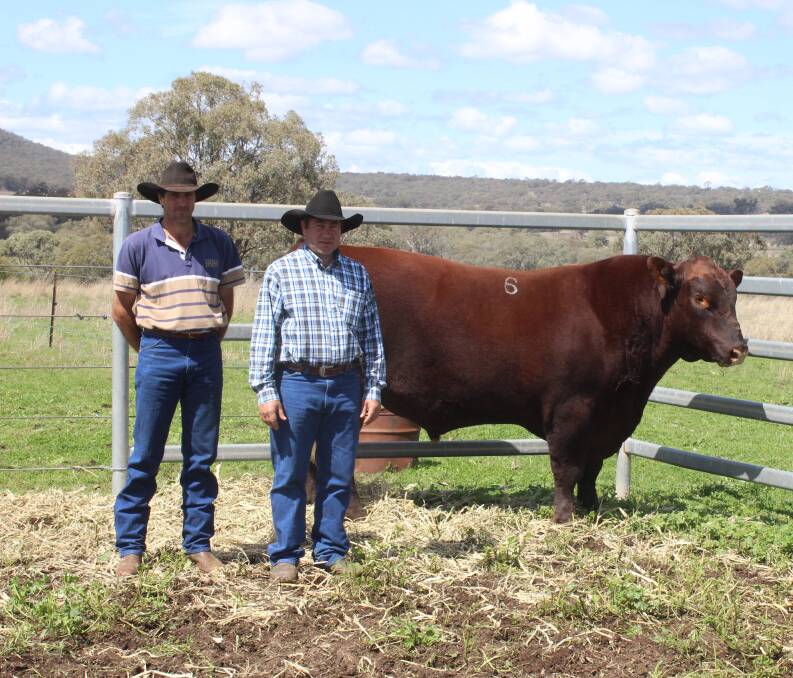 Buyer Michael O’Neill, Bottle Tree Blonde d’Aquitaine Stud, Kilkivan, with vendor Gavin Iseppi,GK Livestock, Dalby, and GK Kulcha Shoc K23 which topped the 2016 Queensland Red Angus Power of Red Sale, after selling for $16,000.