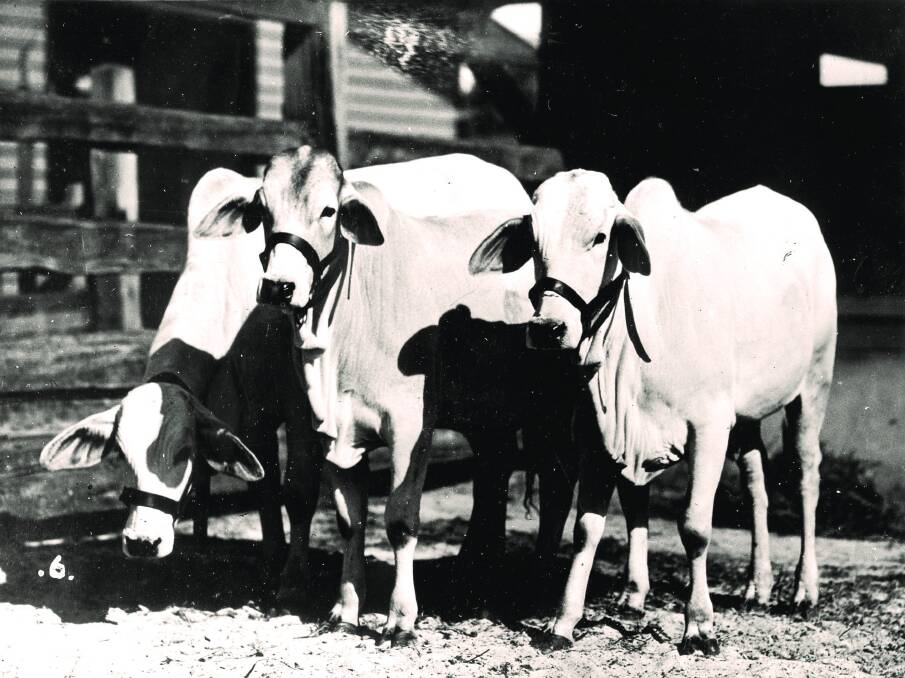 In 1933, 19 head of Brahman cattle were imported into Queensland from the J.D. Hudgins Ranch, in Texas, USA. Three of the heifers are pictured. Picture supplied